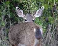 image of animal