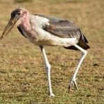 image of bird