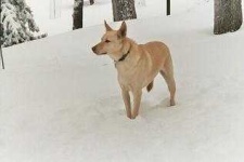 image of kelpie