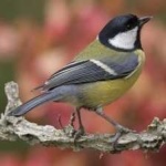 image of bird