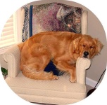 image of golden_retriever