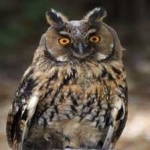 image of bird