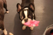 image of toy_terrier