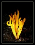 image of coral_fungus