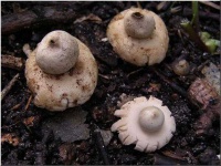 image of earthstar #21