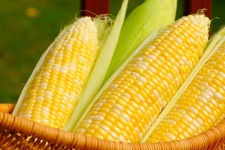 image of sweetcorn #22