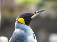 image of king_penguin #20