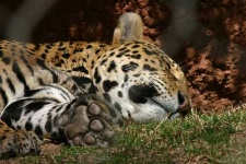 image of jaguar_car
