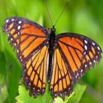 image of animal