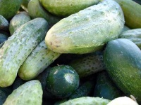image of cucumber