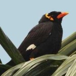 image of enggano_myna #28