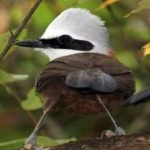 image of bird