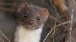image of weasel