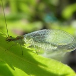 image of lacewing