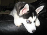 image of siberian_husky