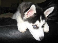 image of siberian_husky #8