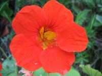 image of flower