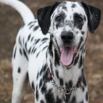 image of animal