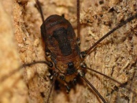 image of harvestman