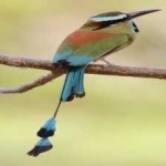 image of bird
