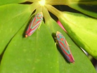 image of leafhopper