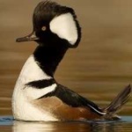 image of bird