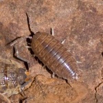 image of isopod
