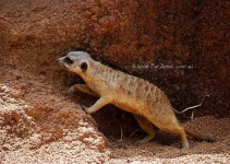 image of meerkat