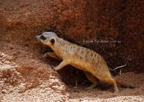 image of meerkat #23