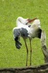 image of white_stork