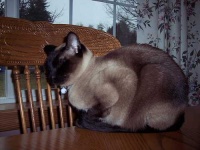 image of siamese_cat #12