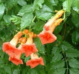 image of flower