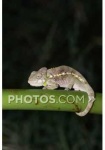 image of african_chameleon