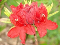 image of azalea #18