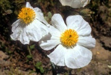 image of flower