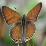 image of animal
