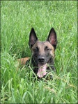 image of malinois