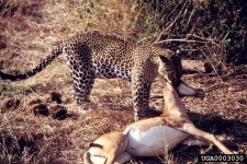 image of leopard