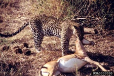 image of leopard #7