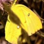 image of animal