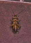 image of cockroach
