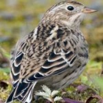 image of bird