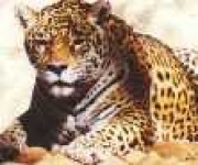 image of jaguar_car