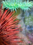 image of sea_anemone
