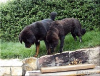 image of tibetan_mastiff #17