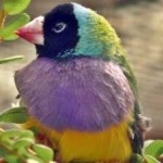 image of bird