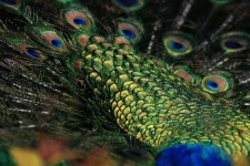 image of peacock