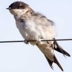 image of bird