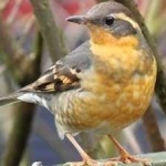 image of bird