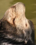 image of sea_lion